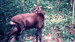 De saola, een bijzonder zoogdier, werd vorige maand in Laos door dorpelingen tijdens de jacht gevonden (foto: siliculture/wikimedia commons)