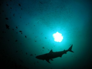 Indonesie heeft een speciaal haaienreservaat aangelegd (Foto: Tanaka Juuyoh)