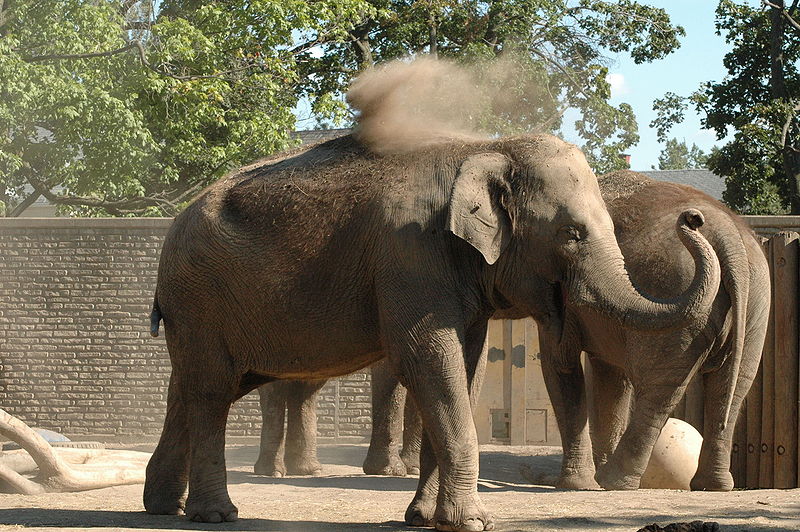 TUI Nederland stopt met olifantonvriendelijke excursies in Thailand (Foto: Flickr)